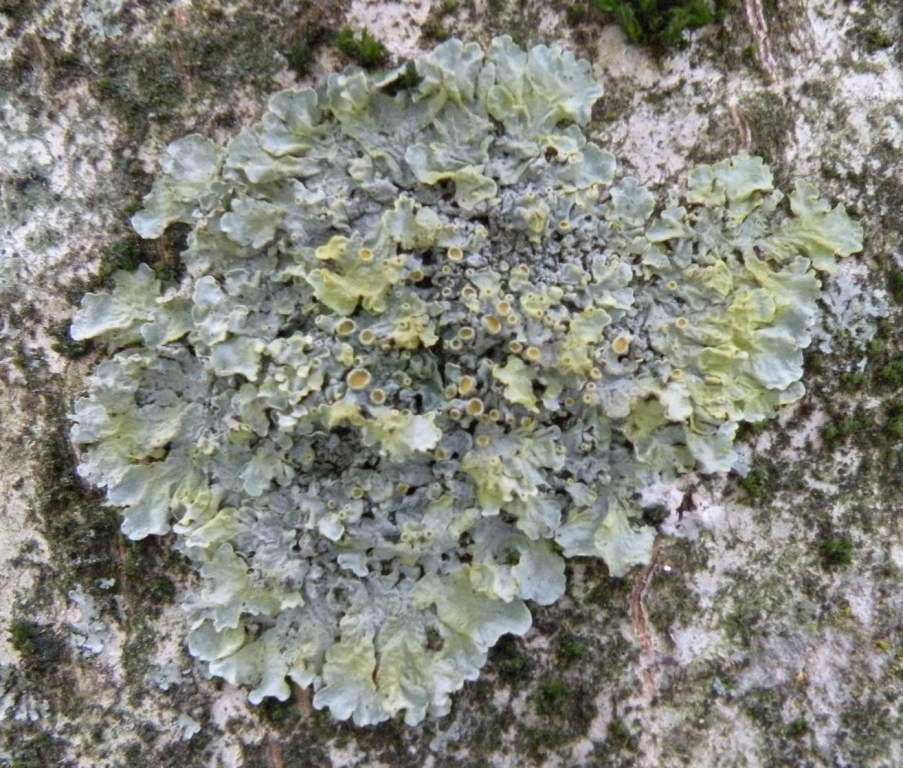 Licheni in un giardino in montagna